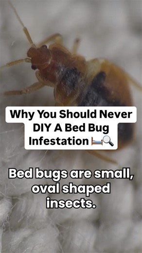 Dr. Fredericks is here to tell you that when it comes to bed bugs - professional pest control is always the move! #NationalPestManagementMonth #BedBugs | PestWorld