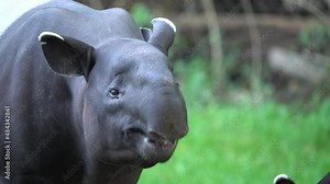 Tapir in the forest. Malayan tapir, Tapirus indicus, mother and young feeding in green vegetation. Cute big animal in the nature habitat, Malaysia in Asia. Tropic wildlife, mammal behaviour.