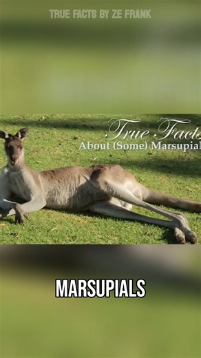 ze frank on Instagram: "run red rocket...run watch the full ep youtube.com/zefrank"