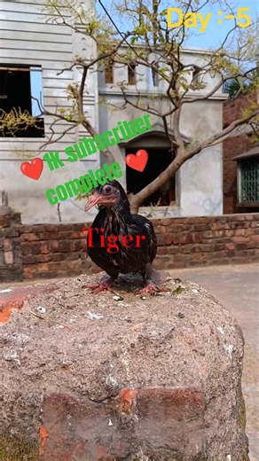 টাইগারের বসন্ত কি ঠিক হবে? 😢 | ডাক্তার দেখালাম + 1000 Subscribers Special ❤️ #minivlog