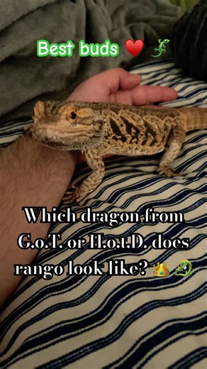 Thoughts? #gameofthrones #houseofthedragon #beardeddragon