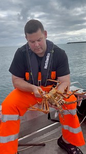 Do you know the humane ways to dispatch a crayfish before cooking?Here’s how to ensure a quick, respectful process to the crayfish and as humanely as possible by using the iki jime method before eating. I slowed this down to explain the process for the video but is normally done much quicker. Senator Boats NZ Fishing News Hutchwilco Furuno New Zealand TimeZero Navigation Software #crayfish #IKI #ikijime #sustainablecooking #eatwhatyoucatch #CrayfishCare #humaneharvest #fishing #fishinglife #fish