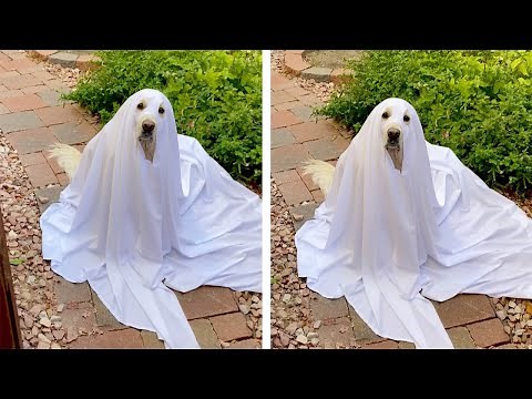 Adorable Golden Retriever Dresses Up As Ghost