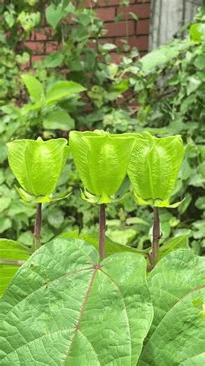 clip-4154110993-three-distinctive-green-angular-seed-pods-textured