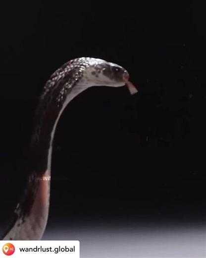 4.9K views · 19 reactions | Cobra Spitting Venom - fascinating!  ...