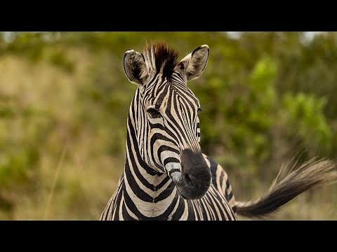 Звук зебры, ржание зебры, крик зебры | Sound zebra, zebra neighing, scream zebra