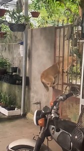 396K views · 689 reactions | Nimble dog has become an expert at escaping  | Make-Up & Hair Tutorials | Facebook