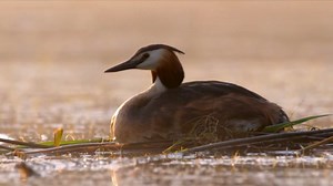 Wild Czechia – Scenes from My Time in Nature