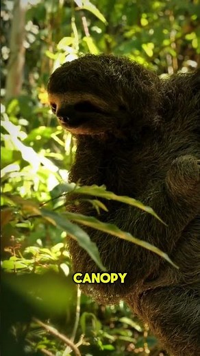 The Sloth’s Fur: It’s a Mini Ecosystem of Algae! 🦠 #sloth #symbiosis