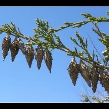 Two Ways To Get Rid Of Bagworms - 4 Seasons Tree Service Springfield Missouri