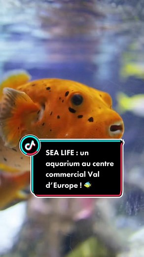 Visitez l'Aquarium Sea Life à Val d'Europe