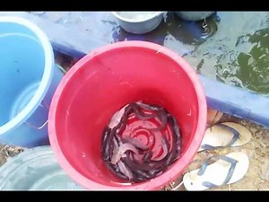 how to raising catfish in a stock tank and separate the different sized catfish