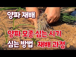 양파 모종 심는 시기. 양파 재배 과정 간단히 정리해 봄. 양파 모종 심는 시기와 심는 방법 심는 깊이.