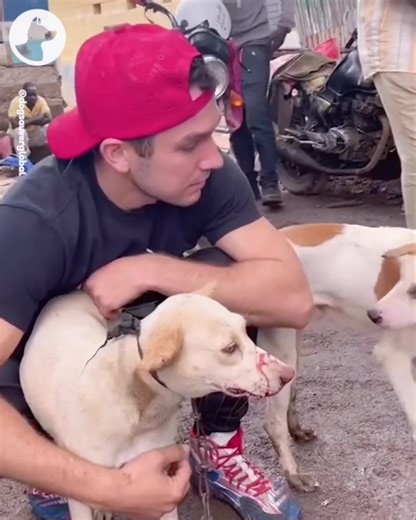 DOG SAVIOR GLOBAL - DOG MEAT FIGHTER 🦅 🇺🇸 🐶 ❤️ JESUS IS KING 👑 Dog market rescue @DOG SAVIOR #dog #dogsoftiktok #petsoftiktok #fyp #foryoupage Trending dog rescue animal rescue TIKTOK TRENDS FYP SOUNDS NEWS DOGSAVIOR.ORG