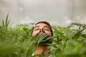 'WEEDIQUETTE' Explores the Consequences of Weed Regulation