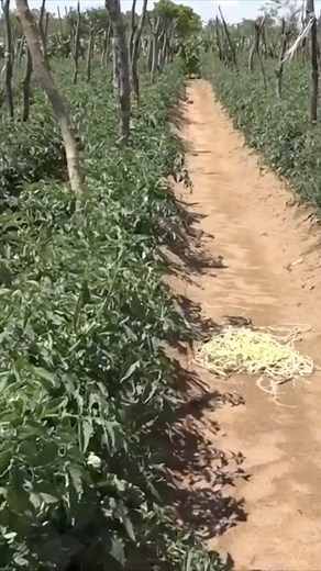 27K views · 312 reactions | Your farm’s natural pest and disease control system! | Mudhumeni Mukuru | Facebook