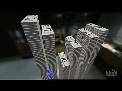 La ley de Chargaff | Video HHMI BioInteractive