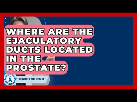 Where Are The Ejaculatory Ducts Located In The Prostate? - Prostate Health Network