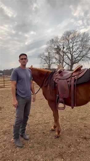Saddling safety: Securing the cinch! ##cubancowboy##safety##western##horse##love