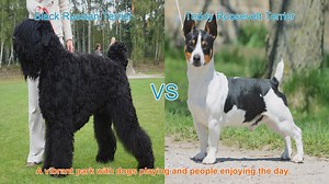 Black Russian Terrier vs. Teddy Roosevelt Terrier: A Breed Comparison