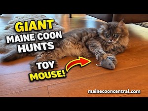 GIANT Maine Coon Goes FULL HUNTER Mode With Toy Mouse!