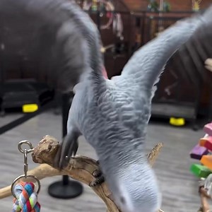 8.8K views · 1K reactions | First day in showroom  #congoafricangrey #africangrey #africangreyparrot #africangreyparrots #africangreycongo #africangreysofinstagram #greyparrot #africangreys #africangreylover #cute #cuteparrot #cuteparrots #cutebirds #parrot #parrots #parrotlife #loveparrots #parrotlove #parrotsofinstagram #parrotsofig #parrotstars #parrotstarsarlingtonheights | Parrot Stars | Facebook