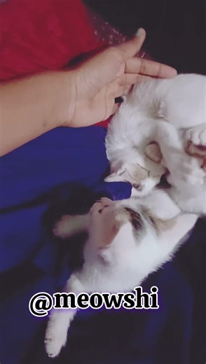 baby cat fight with cuteness 🥰😻 #catshorts #cat #meowshi