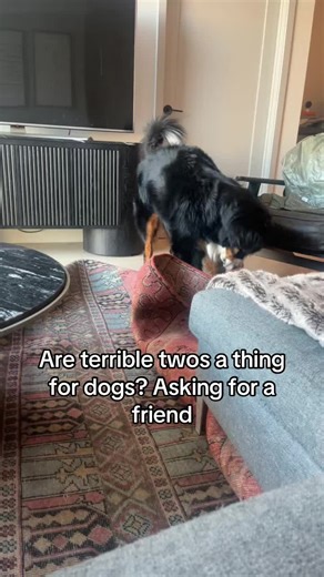 Bane woke up and chose chaos today #bernesemountaindog #dog