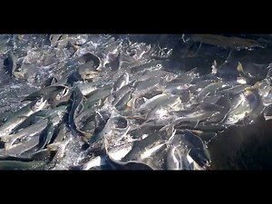 Salmon Run Alaska video MILLIONS of Salmon
