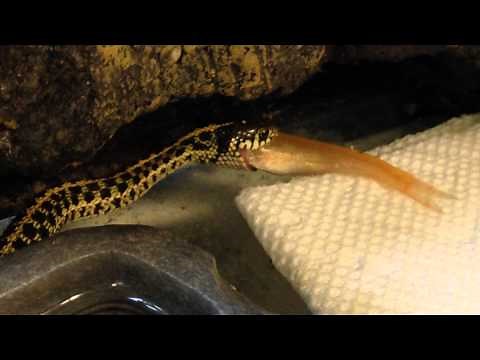 Garter snake eating large fish
