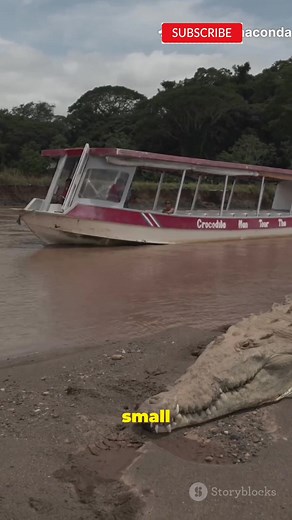 They Found a 30-Foot Anaconda… and It’s Real?! #BiggestAnaconda #AmazonJungle #GiantSnake #CaughtOnCamera #AnimalPlanet #WildlifeDiscovery #AmazonRainforest #MonsterSnake #Anaconda #RealFootage #NatureDocumentary #DiscoveryStyle #BiggestSnake | Next Level Secrets | Facebook