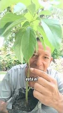 Cuando podar tu palta o aguacate? #aguacatelover #poda #palta