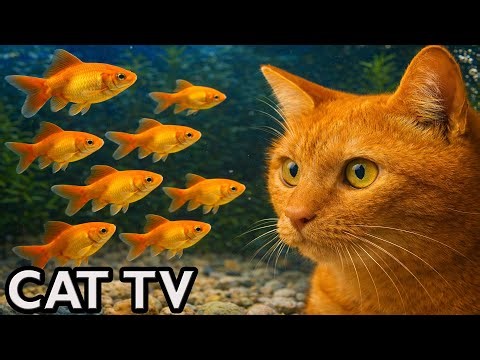 🔴 LIVE | Cat TV 🐟 Goldfish Aquarium for Cats — Fish Tank for Cats to Watch (4K) No Music