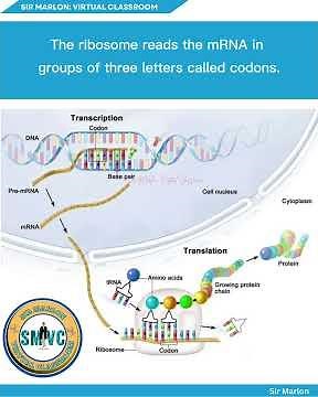 TRANSCRIPTION AND TRANSLATION: FROM DNA TO PROTEIN SYNTHESIS