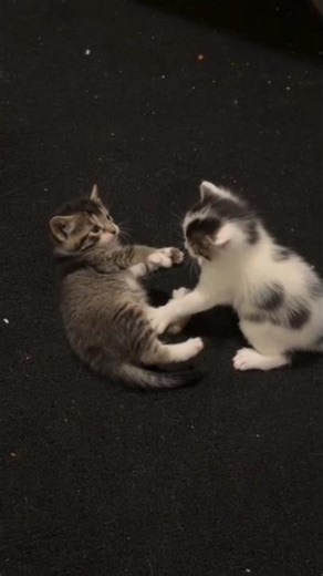 cute adorable kitten #cat #adoreble