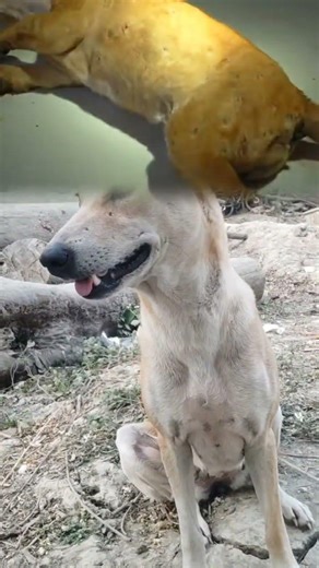 dogs Botfly treatment