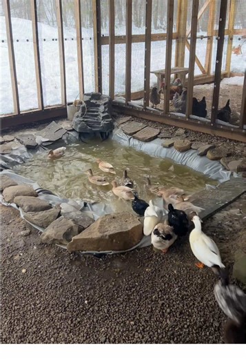 Excited for Spring: Time to Enjoy Duck Adventures!