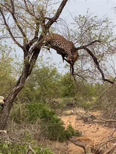 Wildlife Showdown: Leopard vs Hyena on Safari