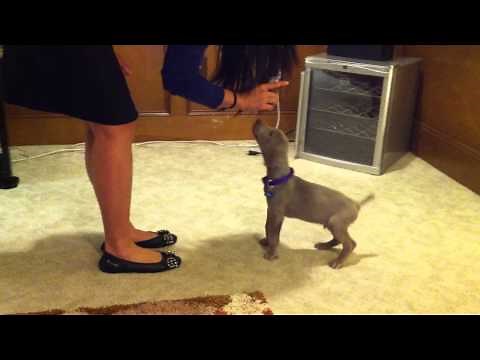 Jet's Training Session - 8-week Old Weimaraner Puppy