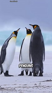 How Penguins Get Married🐧#facts #shorts #wildlife | FunFact