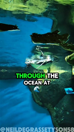 Why Penguins Can Not Fly ? #penguin #fly #ScienceExplained #spaceexploration #birds | The infinite wonders