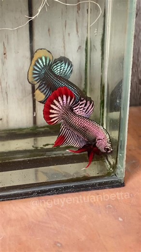 Exploring Wild Betta Imbellis Characteristics