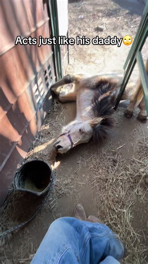 Training a Colt for Trailer Loading: Day of Challenges