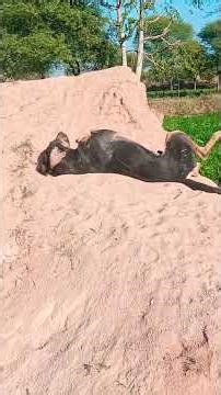 Hamare Tony Ka Sona Tarika Dekho #remix