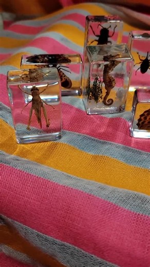 Real Insect Specimen: Clear Resin Entomology Oddity - Bug Paperweight - Etsy