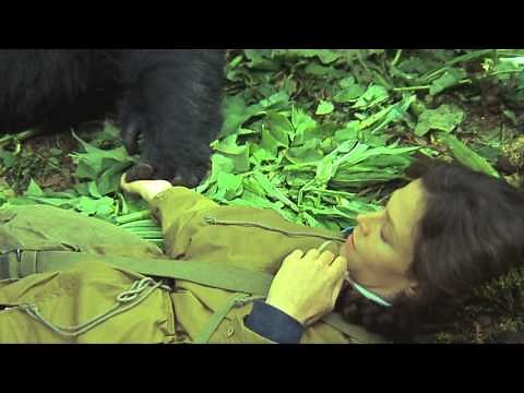 ~ Gorillas in the mist ~ Sigourney Weaver