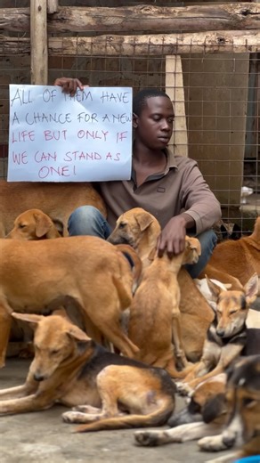 Scovia dogs rescue on Instagram: "We are exhausted but still fighting for our dogs. Aid helps us keep them fed, sheltered, and safe during this critical moment. #DogShelterNeeds #HelpDogs #RescueCommunity #GiveHope"