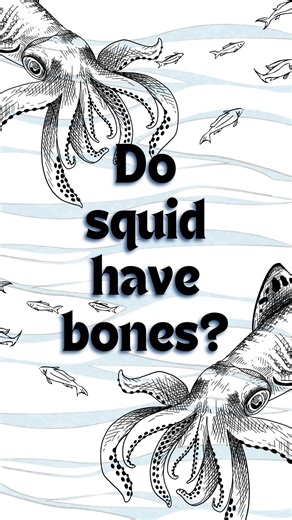 Do squid have bones? Yes and no! What’s featured in the first video is what is known as their gladius, or squid pen. The squid pen is remnants of an external shell squid had hundreds of millions of years ago! Over time they internalized the shell and reduced its size, leading to the squid pen! The pen is important for the squids structure, as major muscle groups are attached to it. While similar to a bone, is not a bone. It’s close relative the octopus, is squishy and can fit through any hole bi