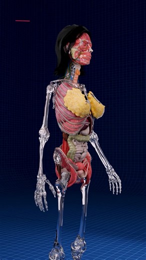 24K views · 240 reactions | Female Anatomy Body of Glass ✨♀️ . . The...