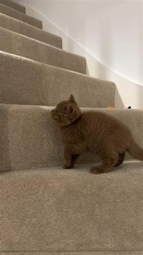 🤎🧡 cutie pie #bsh #bshkitten